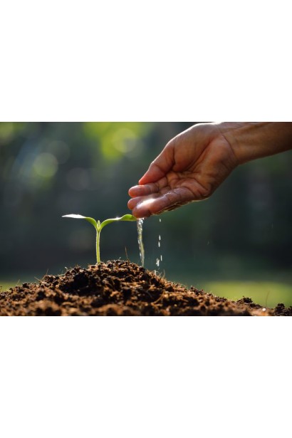 Забезпечує більш ранній старт вегетації;